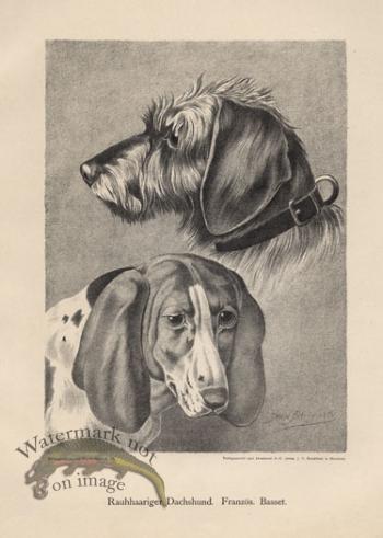1890s Dogs 19